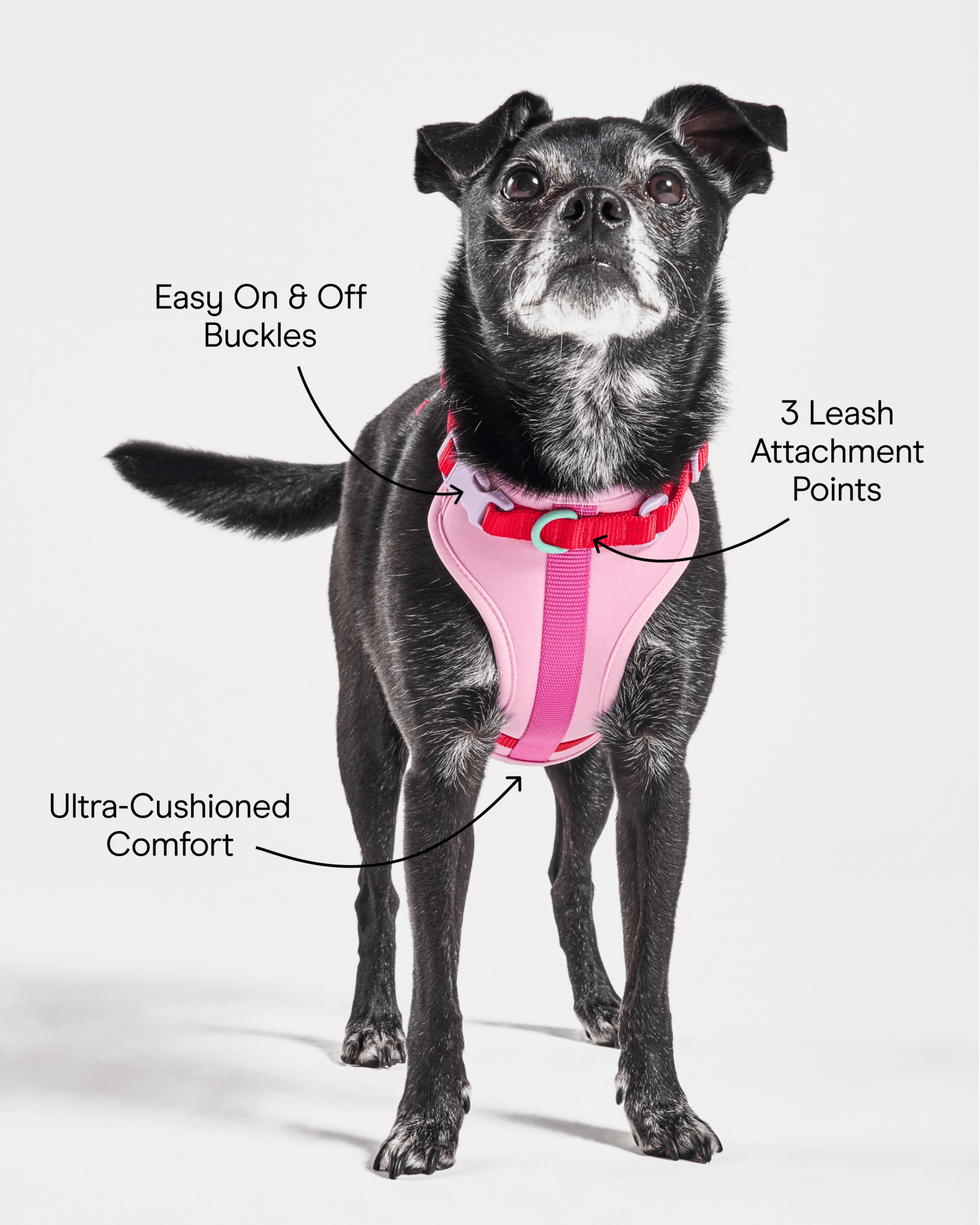 Cushioned Dog Harness - Image 9