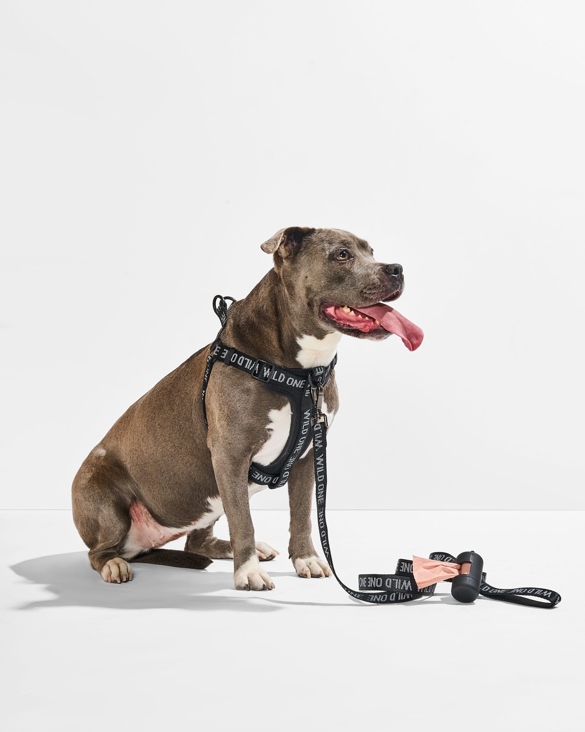 Step-In Harness + Lightweight Leash Walk Kit - Image 4